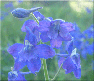 Wild Flower Seeds & Plants